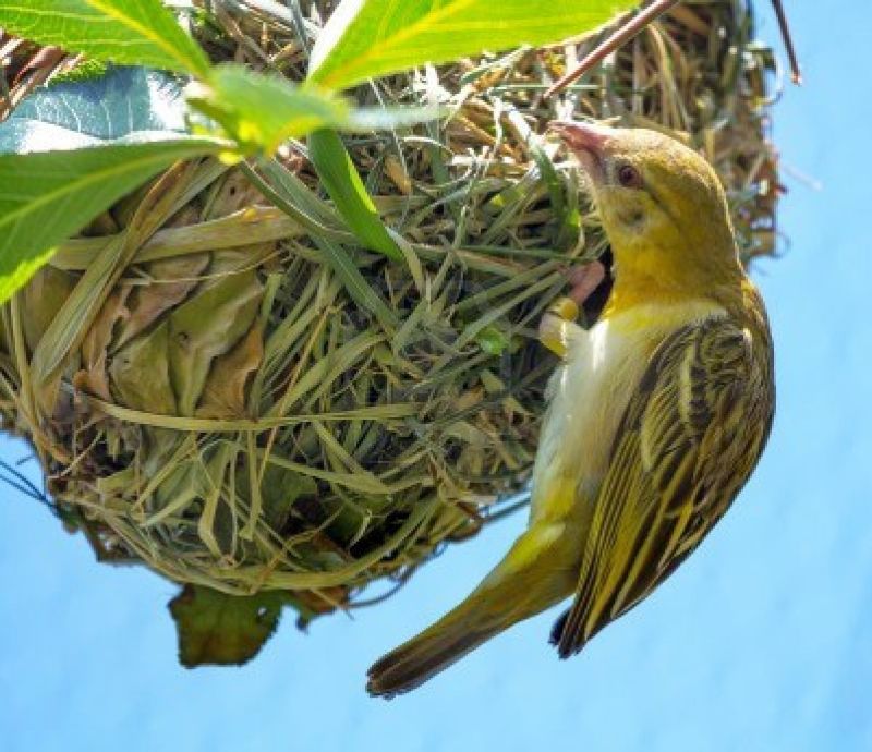 Why do birds build nests?